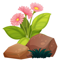 Three pink flowers with rocks on white background