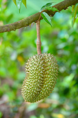 Fresh Durian , King of Fruit