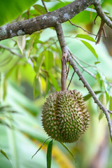 Fresh Durian , King of Fruit