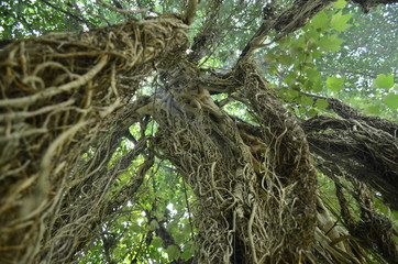 tree