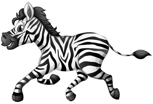 Zebra running on white background