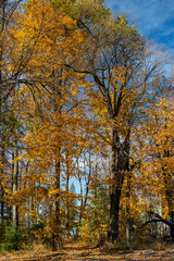 Maple trees in autumn fall colour Sandbanks Park Ontario Canada