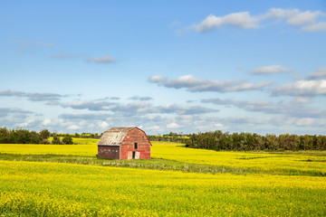 A crumbling faded old red wooden barn surrounded by a yellow flowering canola crop and a forest of trees in a sunny summer afternoon landscape