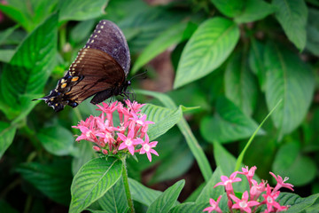 Black and blue swallowtail butterfly closeup on pink flower 