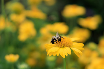 Yellow Gaillardia, blanket flower with bees close-up