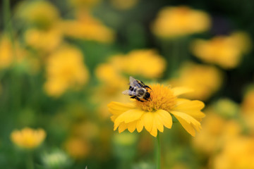 Yellow Gaillardia, blanket flower with bee close-up