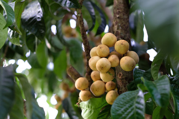 Asian fruit Tropical fruit, Longkong, Langsat, lanzones, Lansium parasiticum on a tree background. - Image