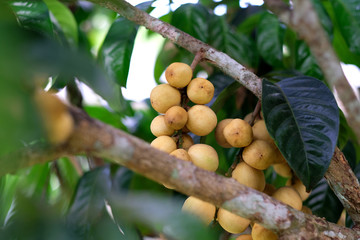 Asian fruit Tropical fruit, Longkong, Langsat, lanzones, Lansium parasiticum on a tree background. - Image
