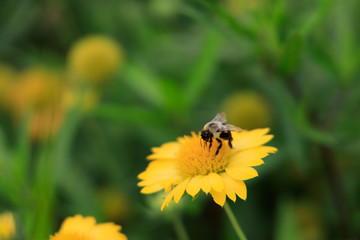 Yellow Gaillardia, blanket flower with bee close-up