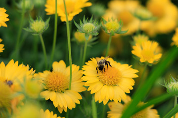 Yellow Gaillardia, blanket flower with bee close-up
