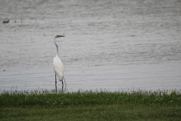 great blue heron in water