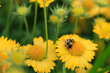 Yellow Gaillardia, blanket flower with bee close-up