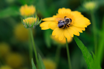 Yellow Gaillardia, blanket flower with bee close-up