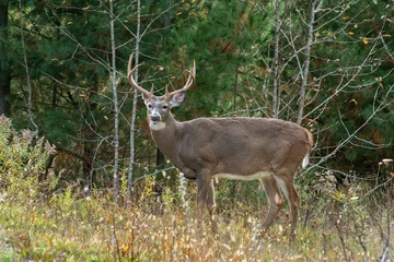 Fotobehang Buck white tailed deer with large antelers © Terry