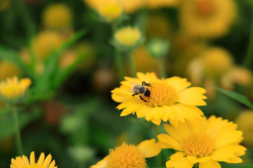 Yellow Gaillardia, blanket flower with bee close-up