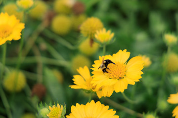 Yellow Gaillardia, blanket flower with bee close-up