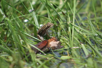 frog hiding in grass