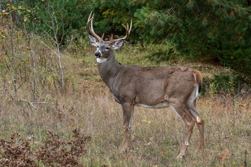 Naklejka na ściany i meble Buck white tailed deer with large antelers