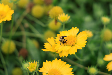 Yellow Gaillardia, blanket flower with bee close-up