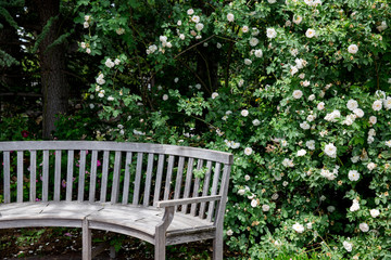 rose garden with wooden bench