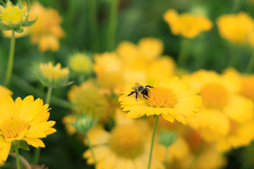 Yellow Gaillardia, blanket flower with bee close-up