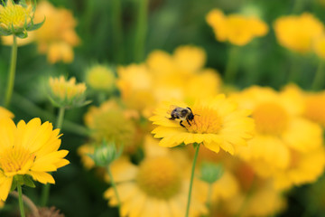 Yellow Gaillardia, blanket flower with bee close-up