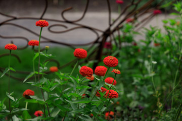 Red  Zinnia flower bed, close-up