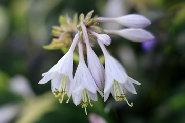 Purple Hosta flowers, close-up