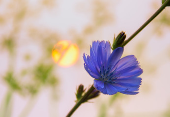 flower Cichórium nature