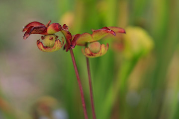Naklejka na ściany i meble Sarracenia purpurea, pitcher plant flower close-up