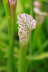 Sarracenia, American pitcher plant