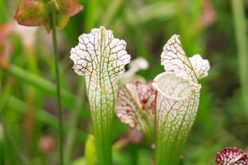 Sarracenia, American pitcher plant