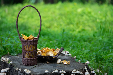 fresh mushrooms chanterelles in eco-friendly paper baskets are on a stump in the forest
