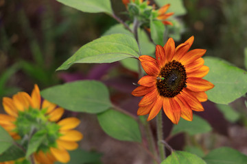 Burnt orange sunflower with bee, close-up