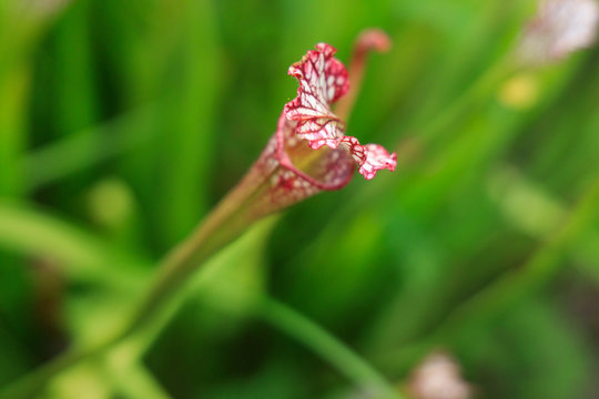 Sarracenia, American pitcher plant