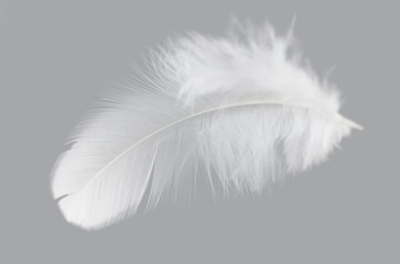 single whit feather isolated on grey background