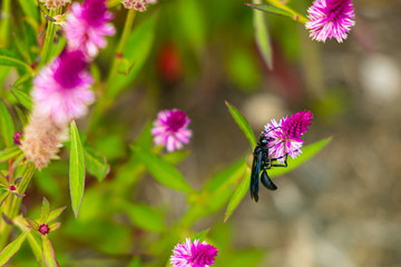  Bee on Celosia Flamingo flower close-up