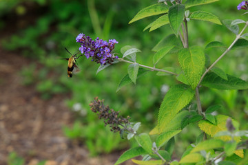 Hummingbird moth feeding on purple flower