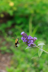 Hummingbird moth feeding on purple flower