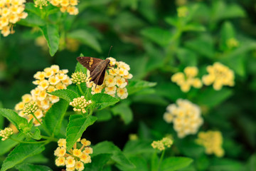 Butterfly on yellow Lantana flowers