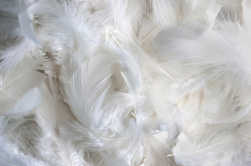 solf white feather background