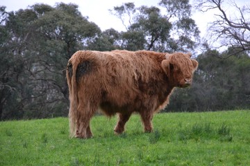 Isolated single Highland cattle livestock bull in a paddock with green grass pasture and framed by eucalypt trees