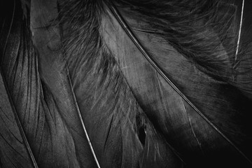 abstract black feather background