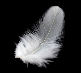 single white feather isolated on black background