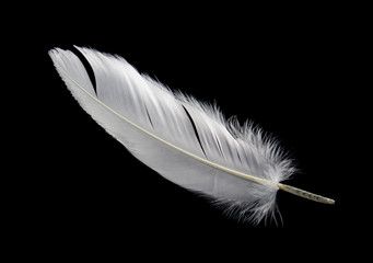 single white feather isolated on black background