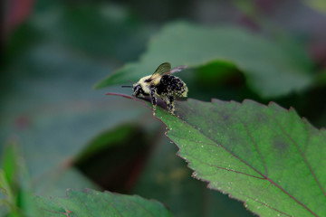 Bee full of pollen sitting on green leaf close-up