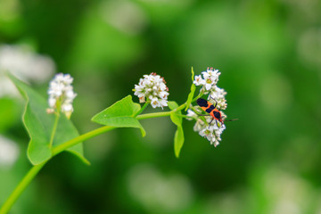 White wildflower with reddish black bug
