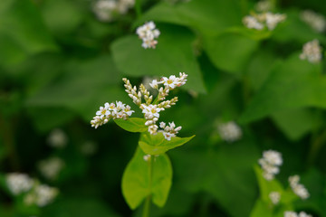 White wildflowers