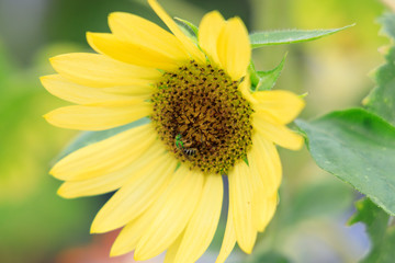 Small pale sunflower with bee close-up