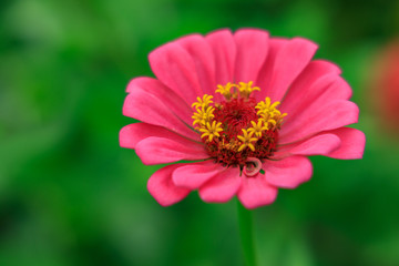 Pink Gerbera Daisy close-up